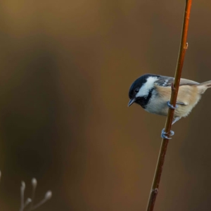 Redwell   25 1 2017 (36 Of 41).jpg